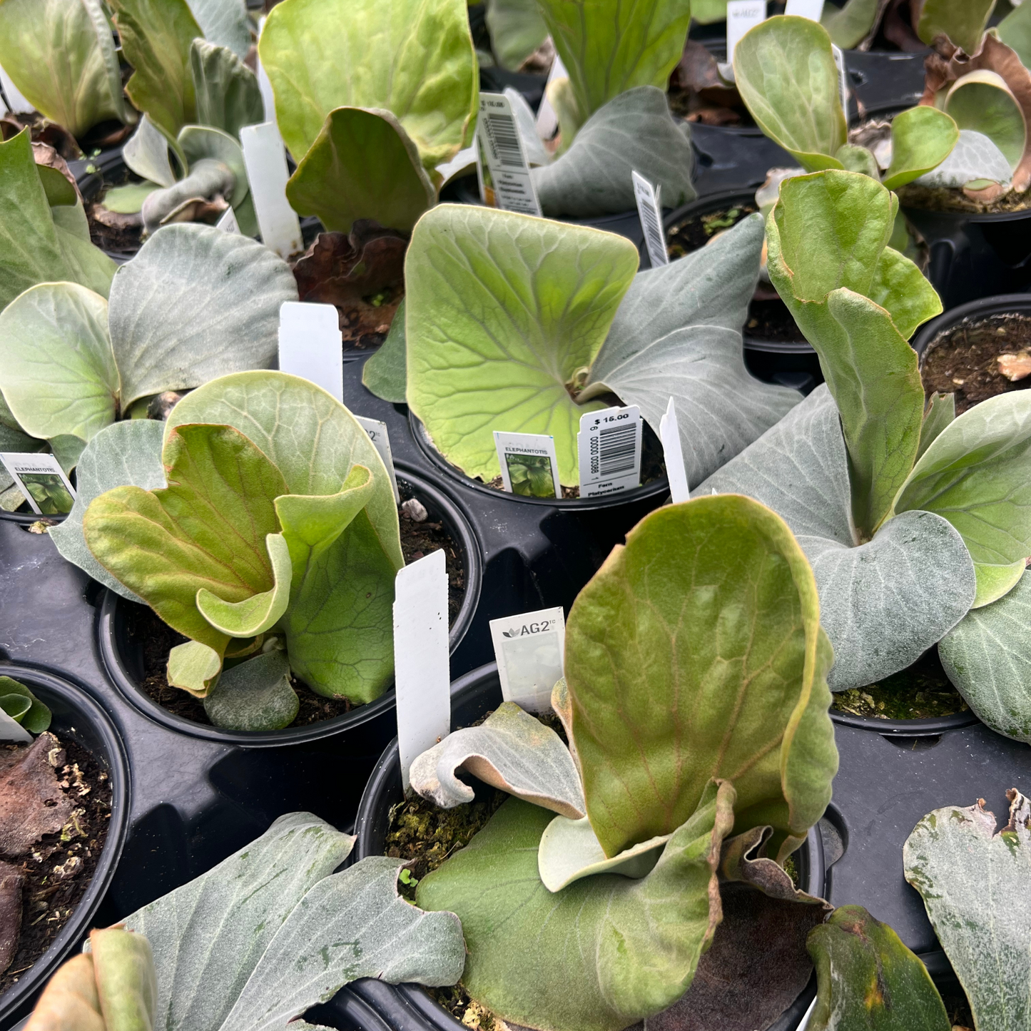 Elephant Staghorn Fern