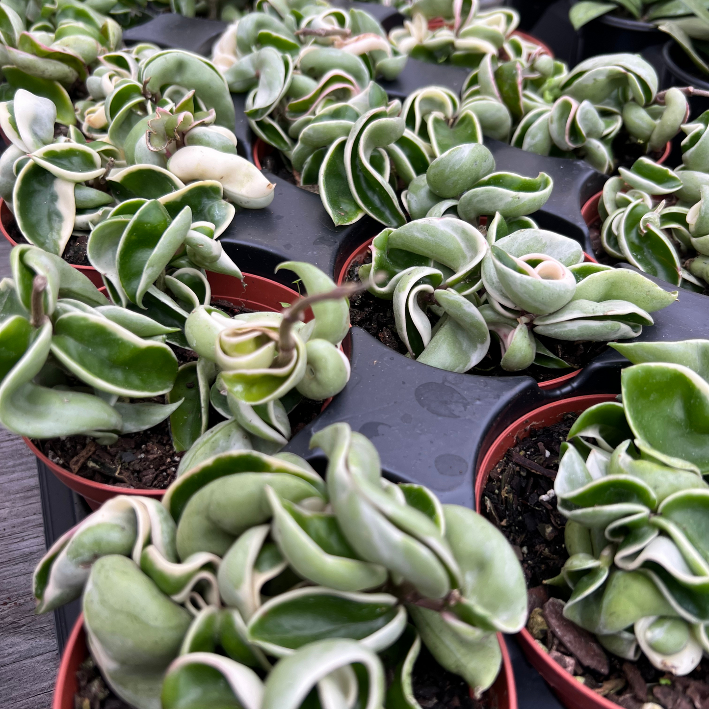 Hoya Carnosa Compacta Variegated