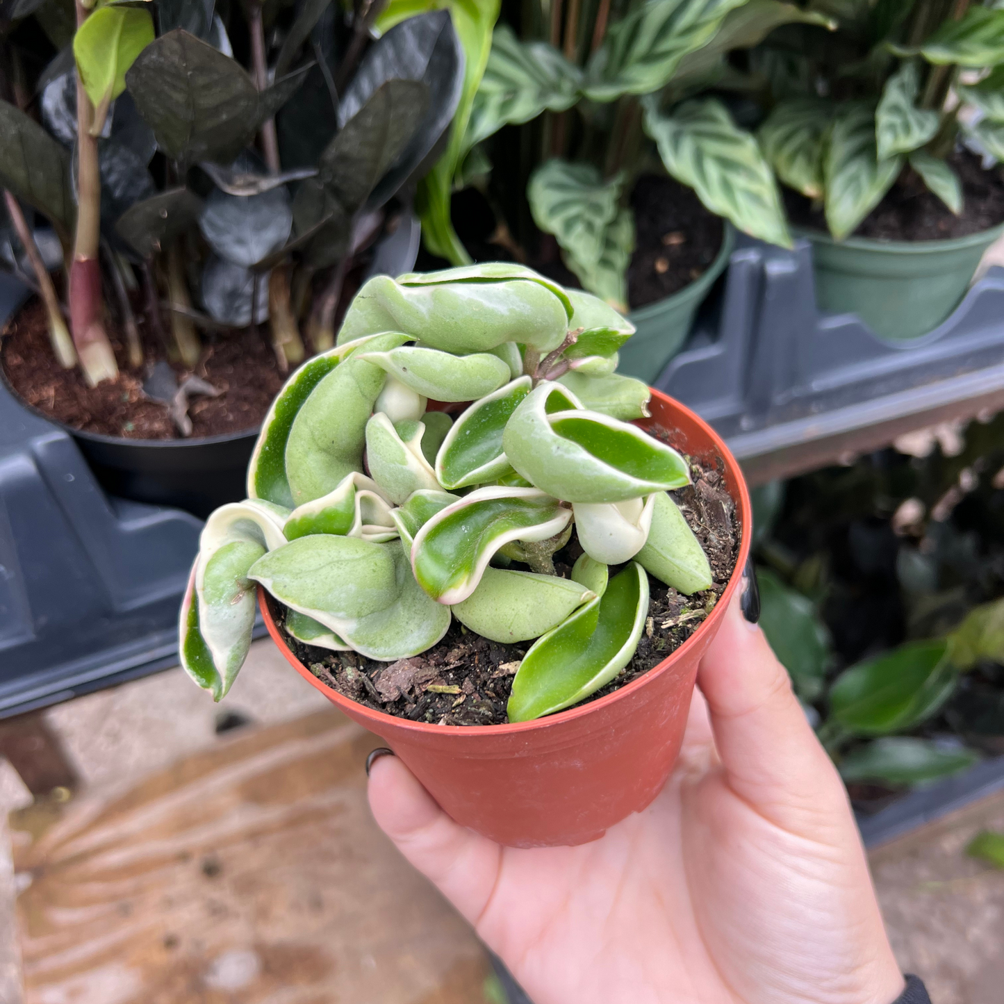 Hoya Carnosa Compacta Variegated