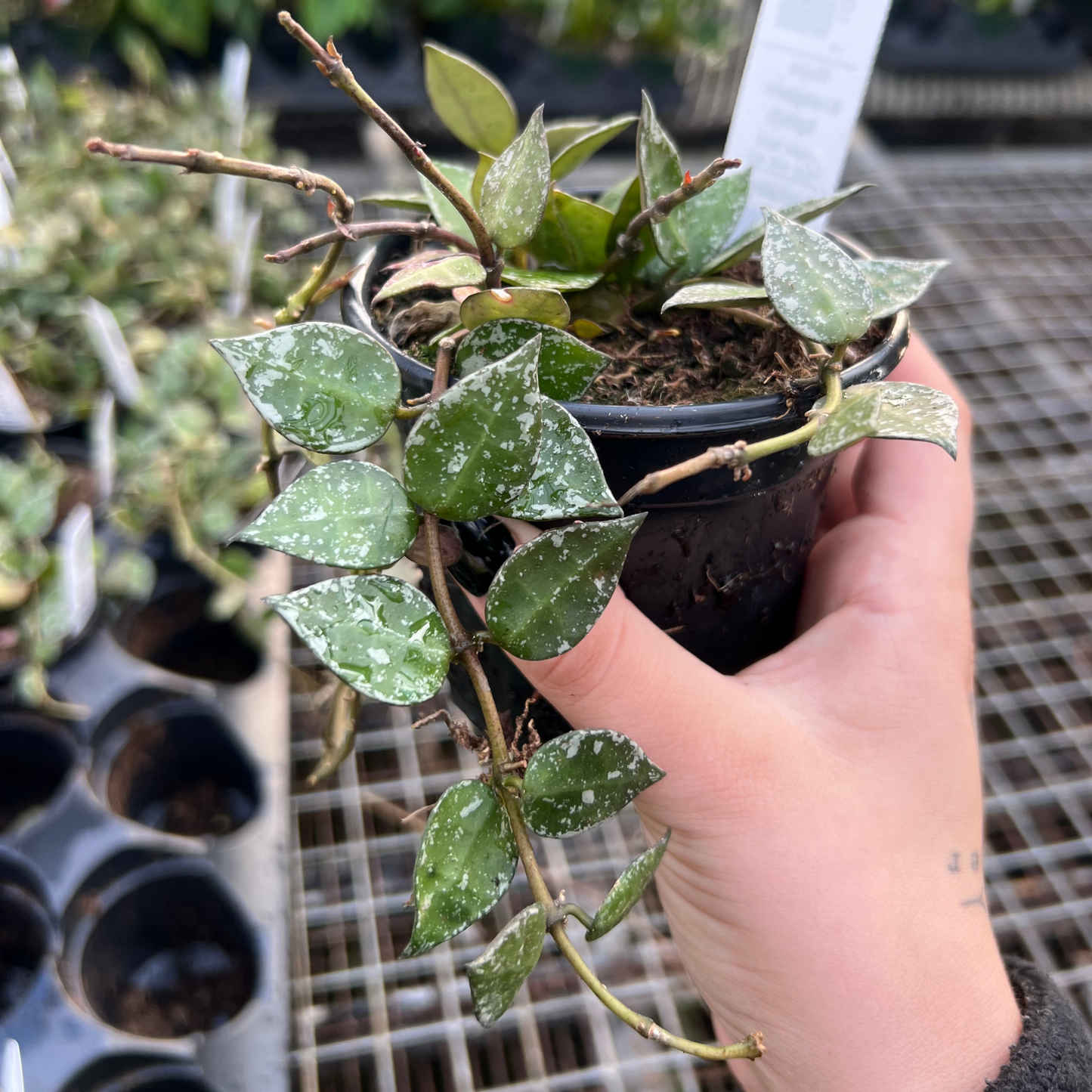 Hoya Krohniana Splash