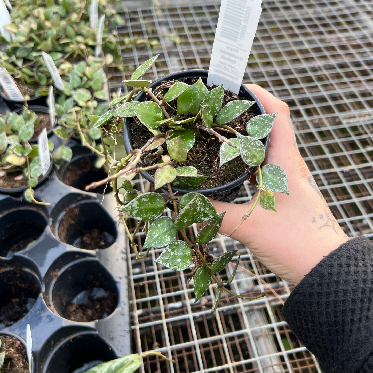 Hoya Krohniana Splash