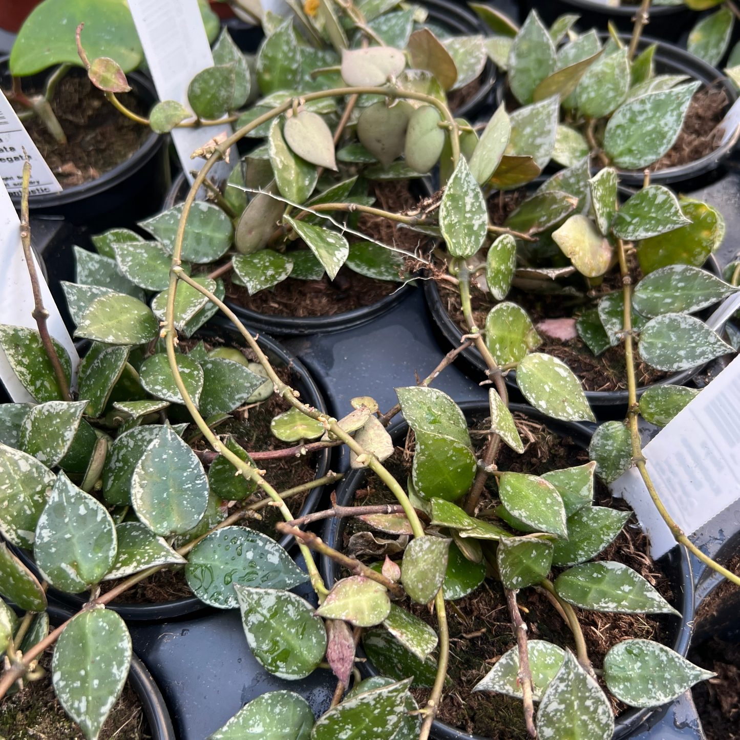 Hoya Krohniana Splash