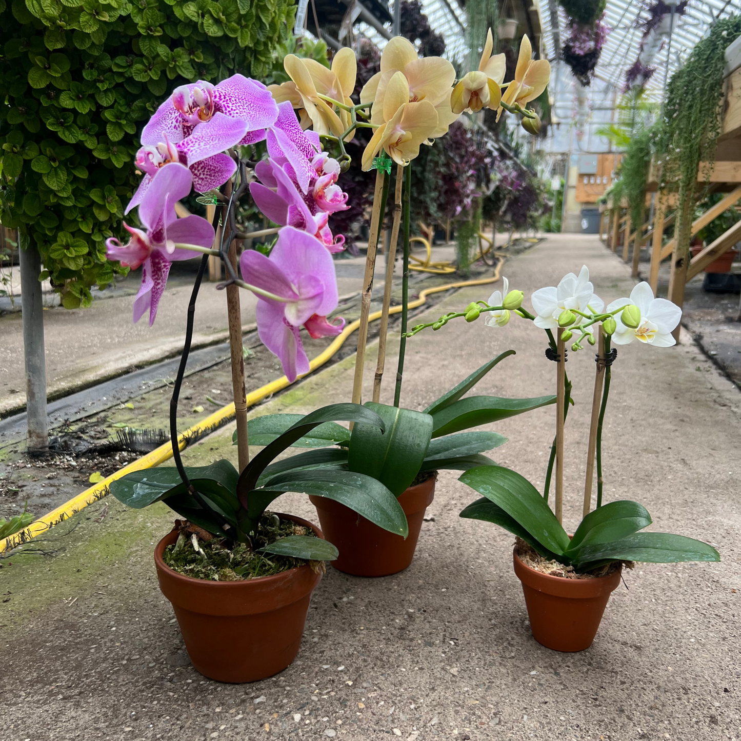 Orchids