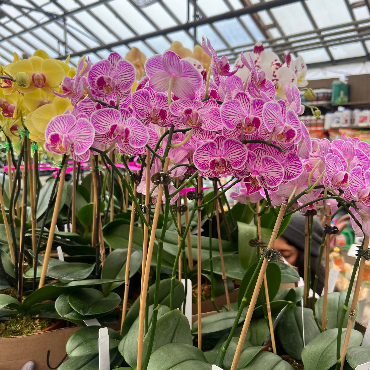 Orchids