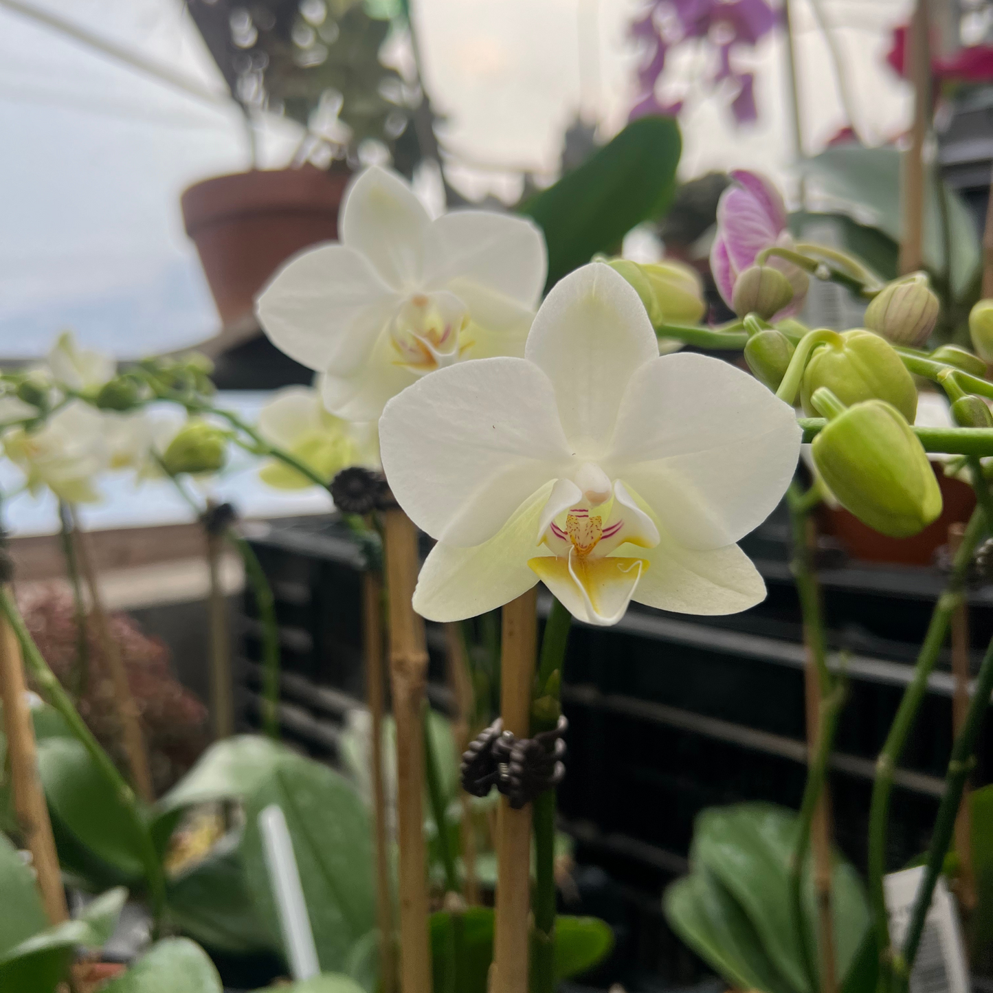 Orchids