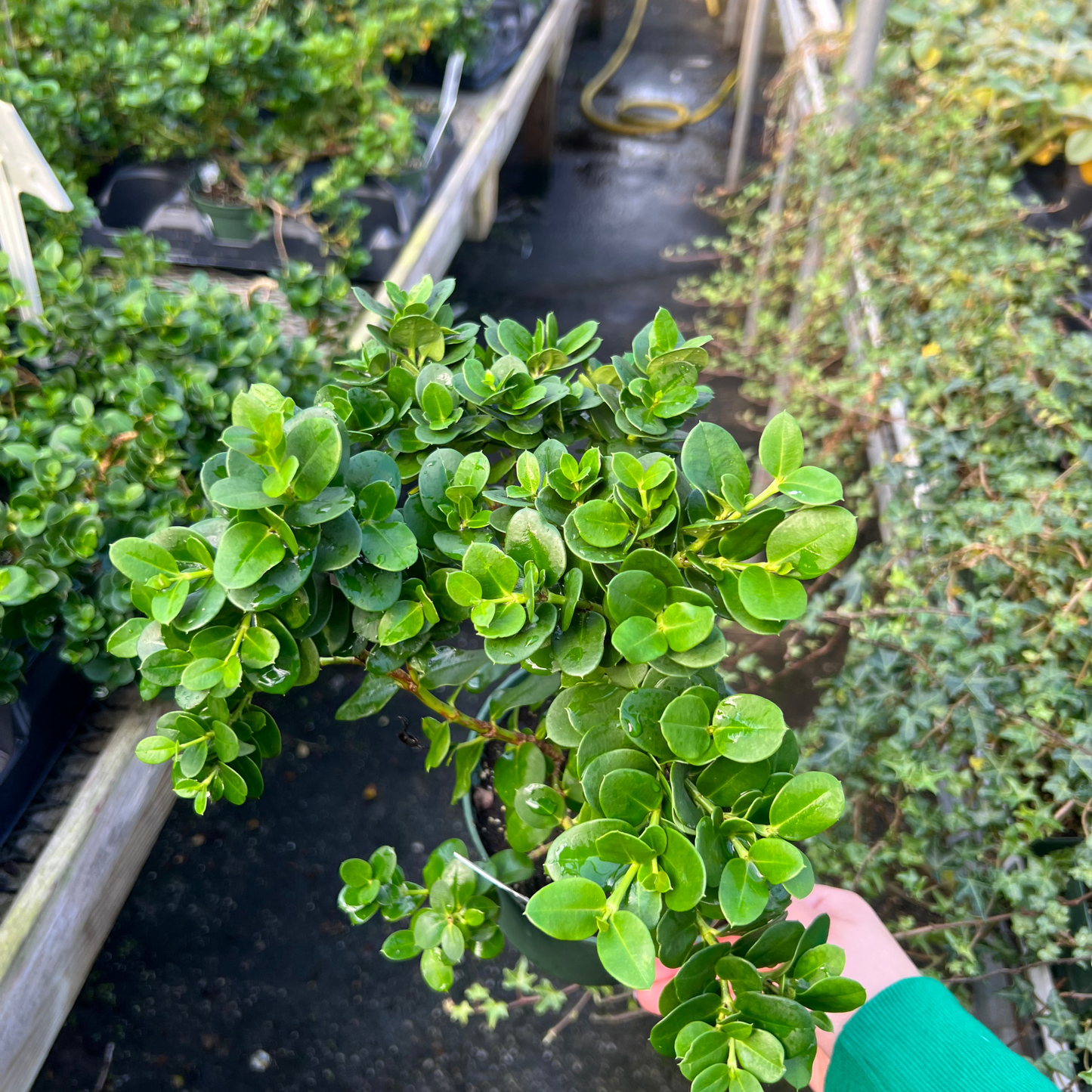 Carissa Macrocarpa Natal Plum