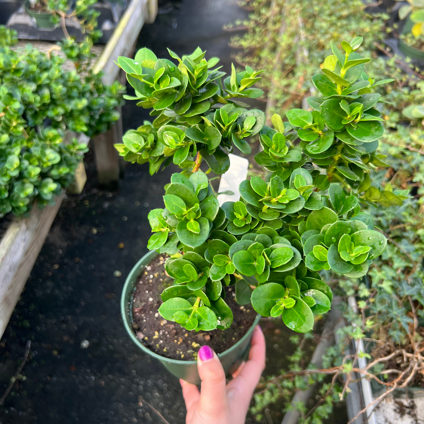 Carissa Macrocarpa Natal Plum