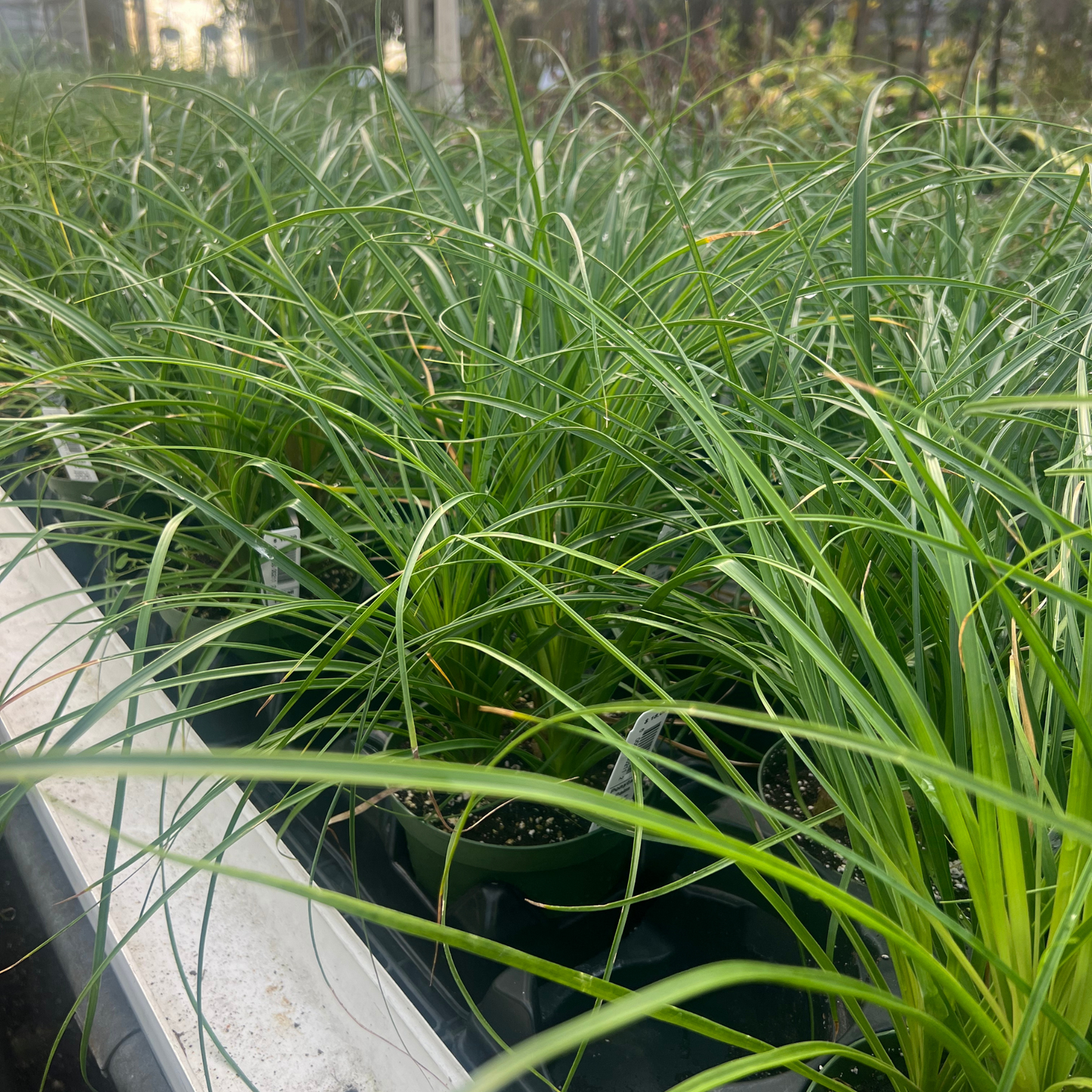 Ponytail Palm