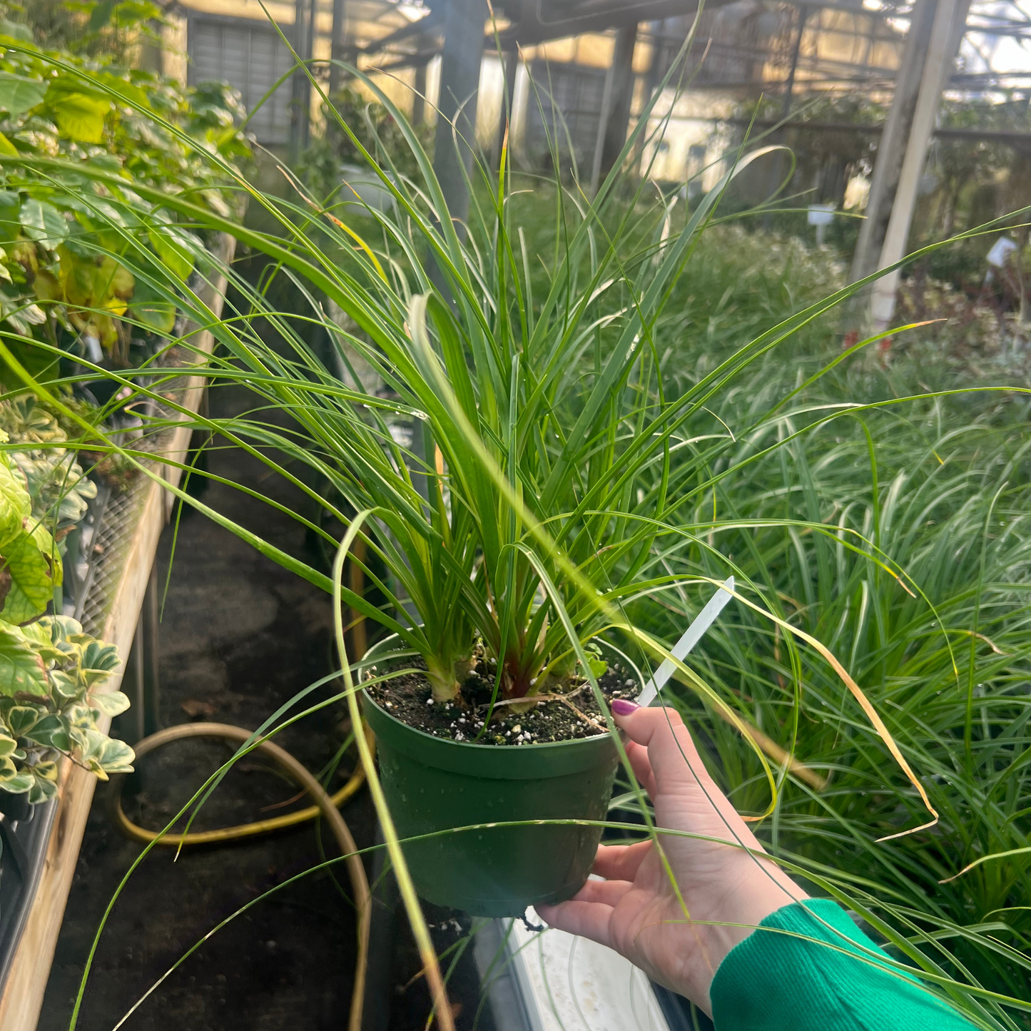 Ponytail Palm