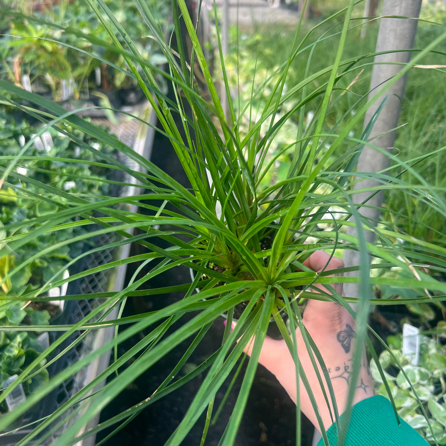 Ponytail Palm