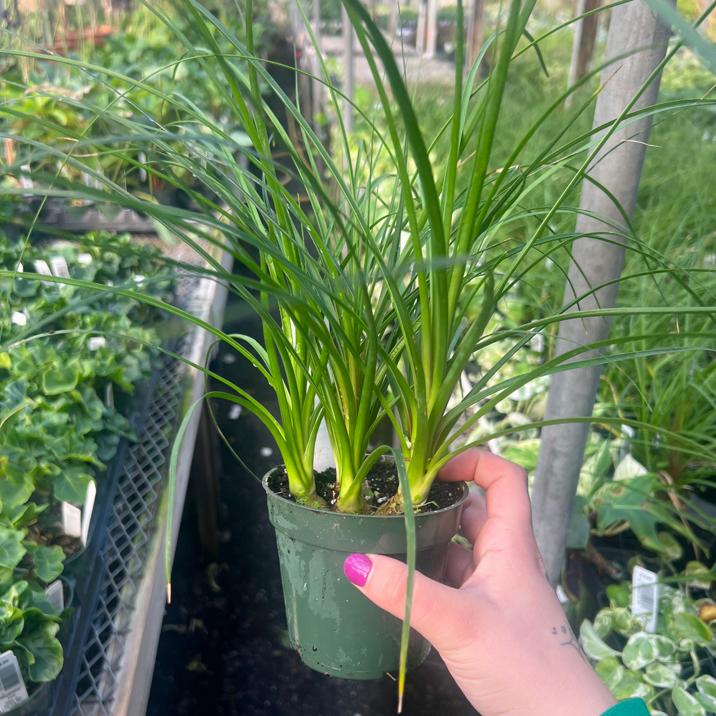 Ponytail Palm