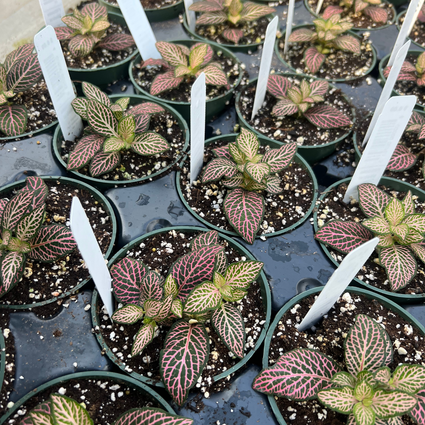 Fittonia Mistral