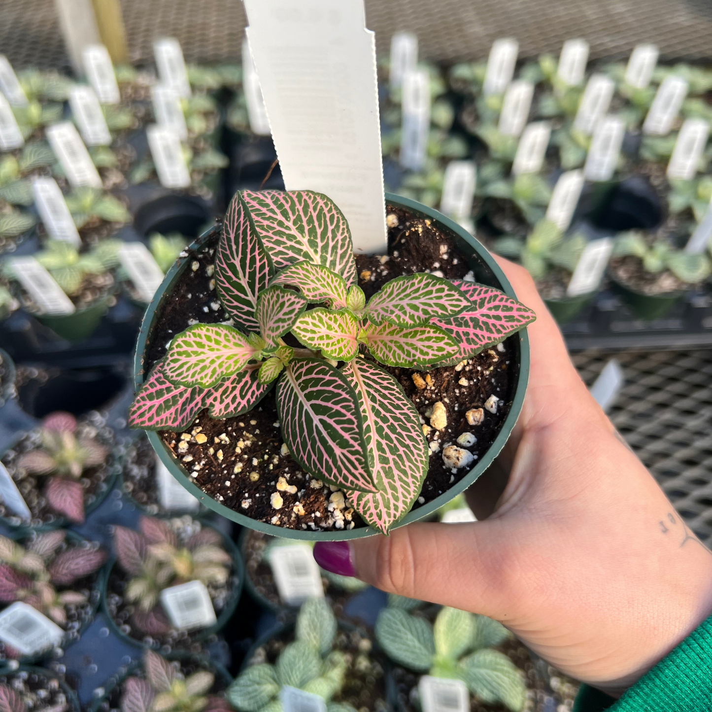 Fittonia Mistral