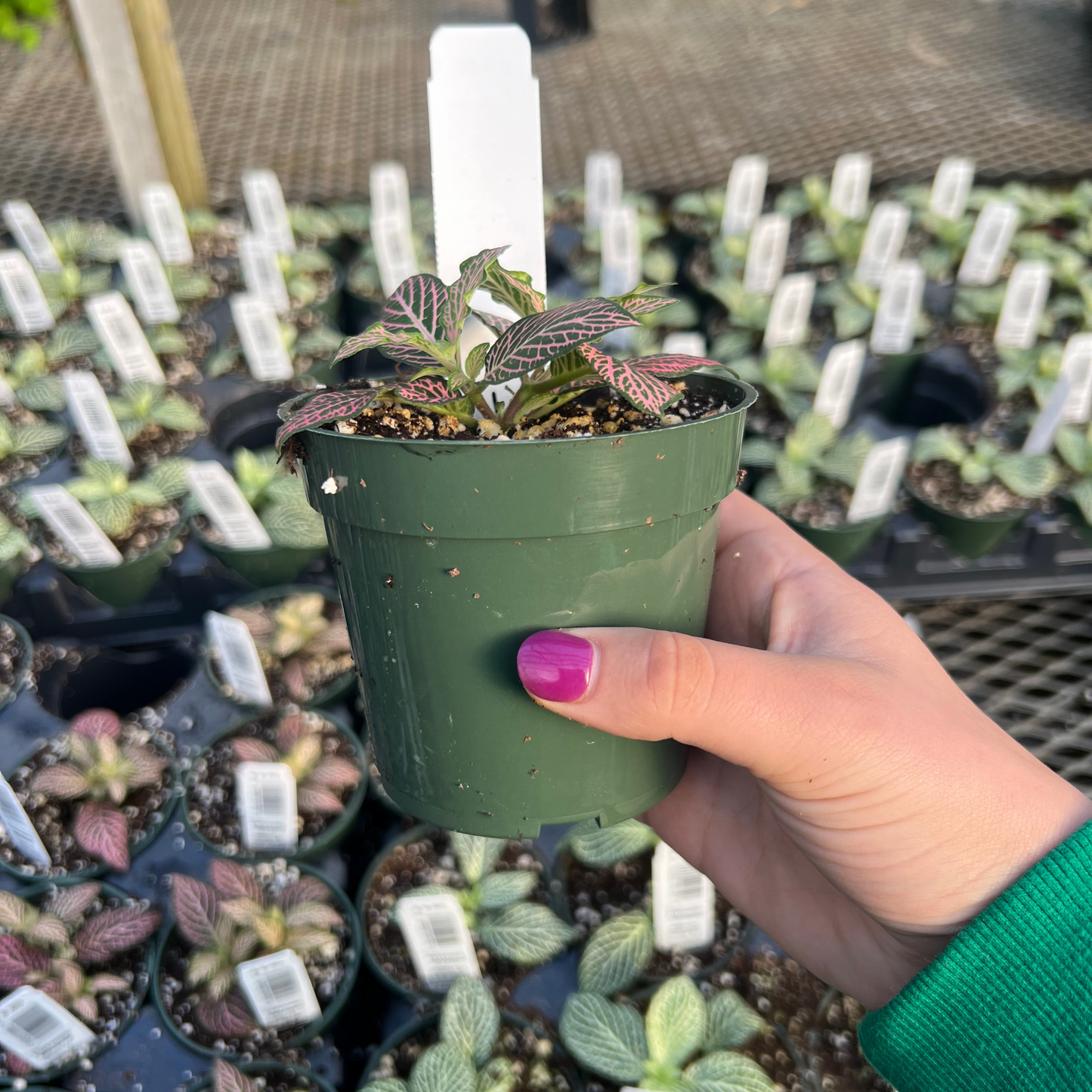 Fittonia Mistral