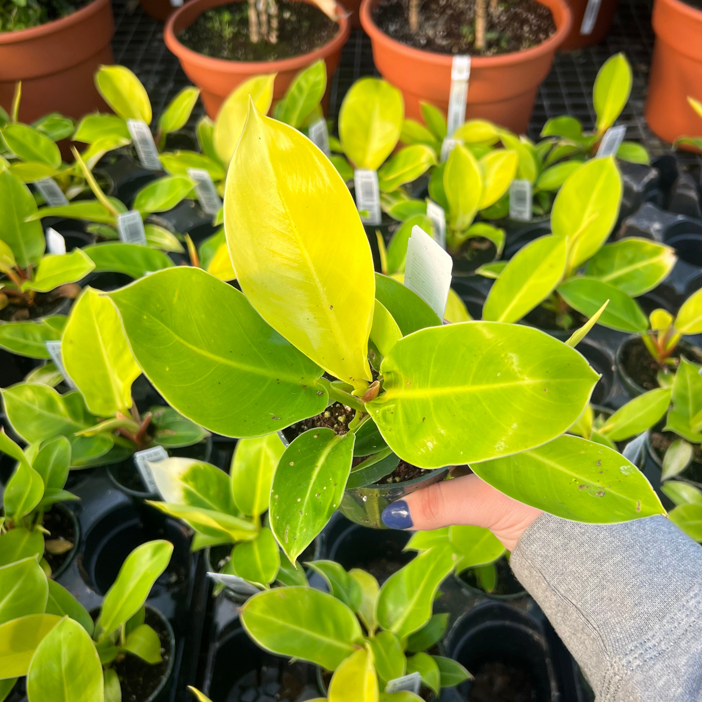 Philodendron Moonlight