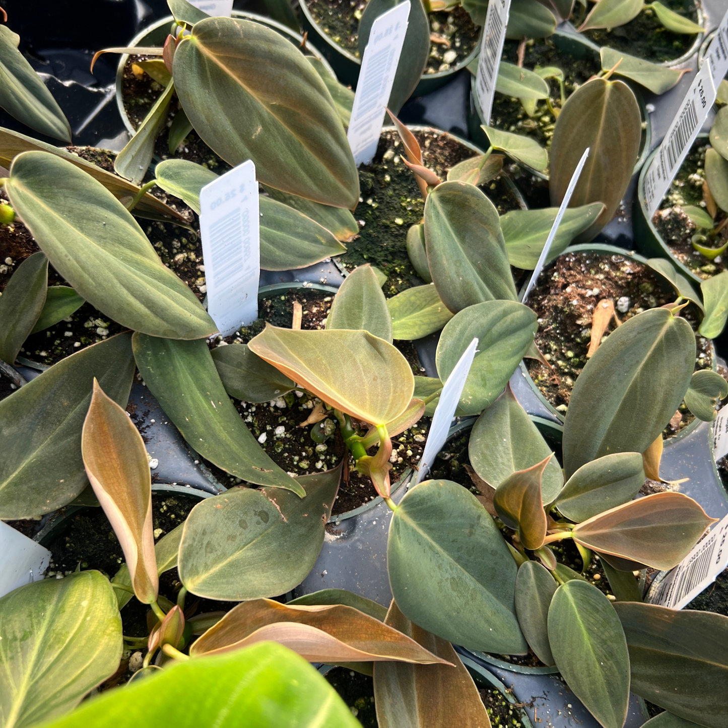 Philodendron Gigas
