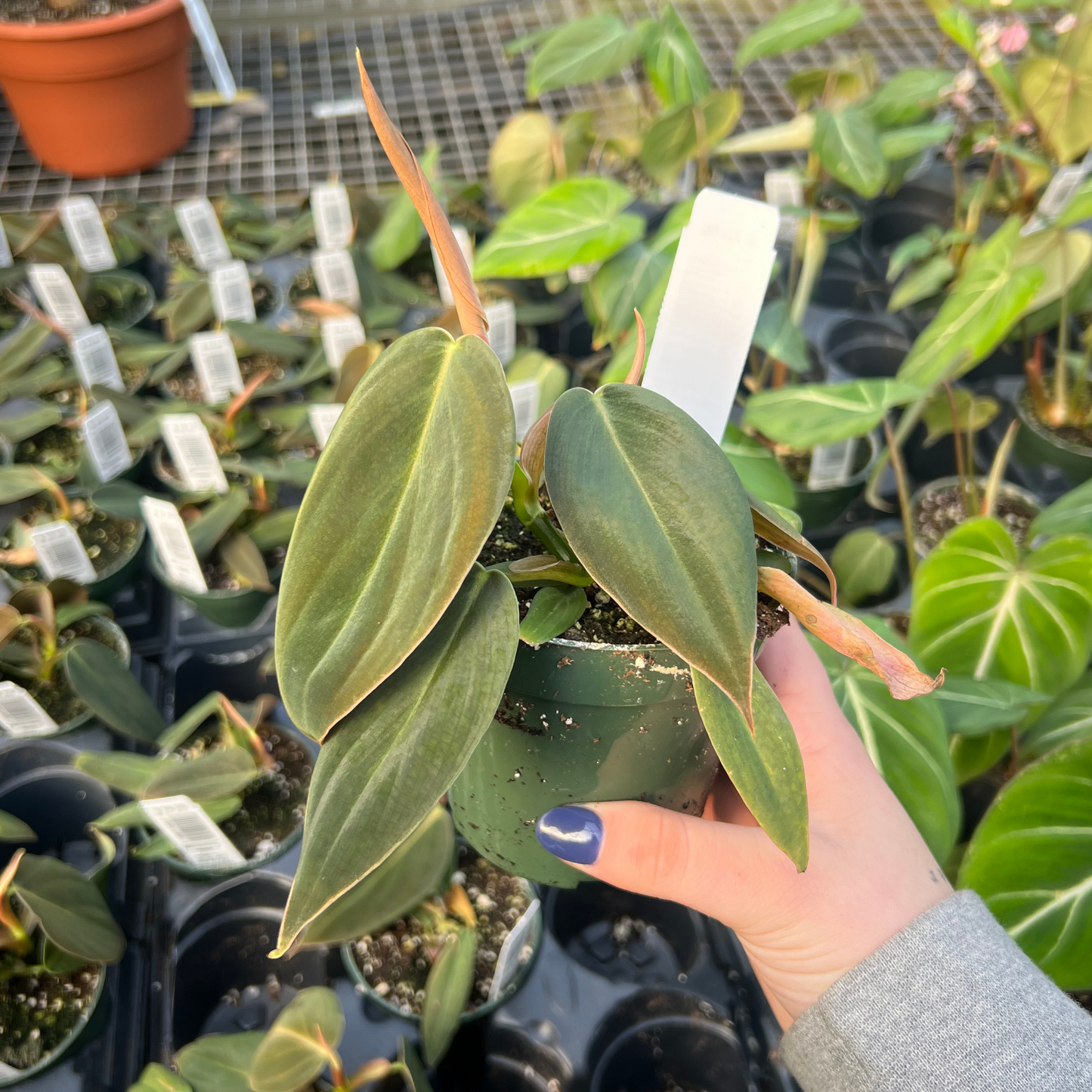 Philodendron Gigas