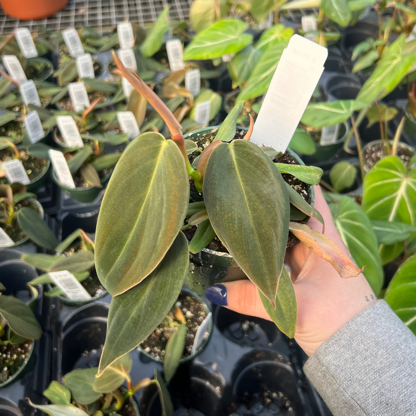 Philodendron Gigas