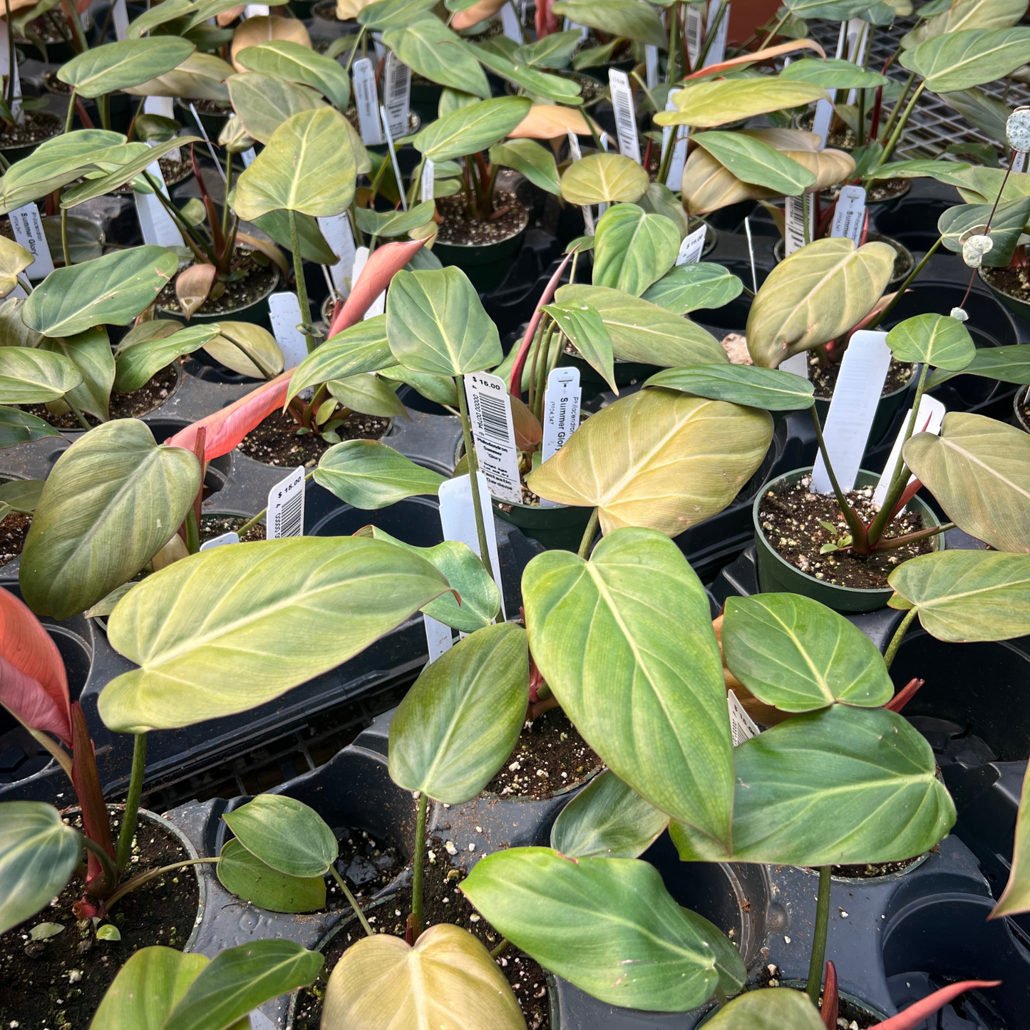 Philodendron Summer Glory