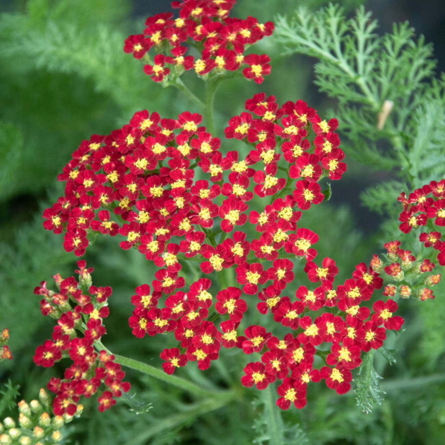 Achillea millefolium Milly Rock Red