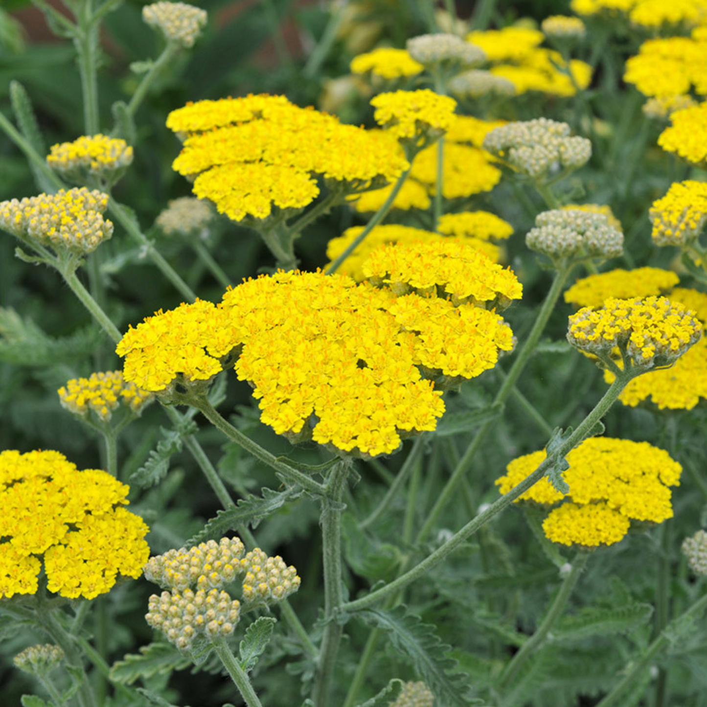 Achillea hybrida Moonshine