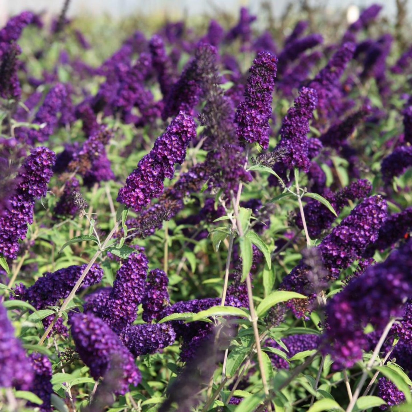 Buddleia davidii Black Knight