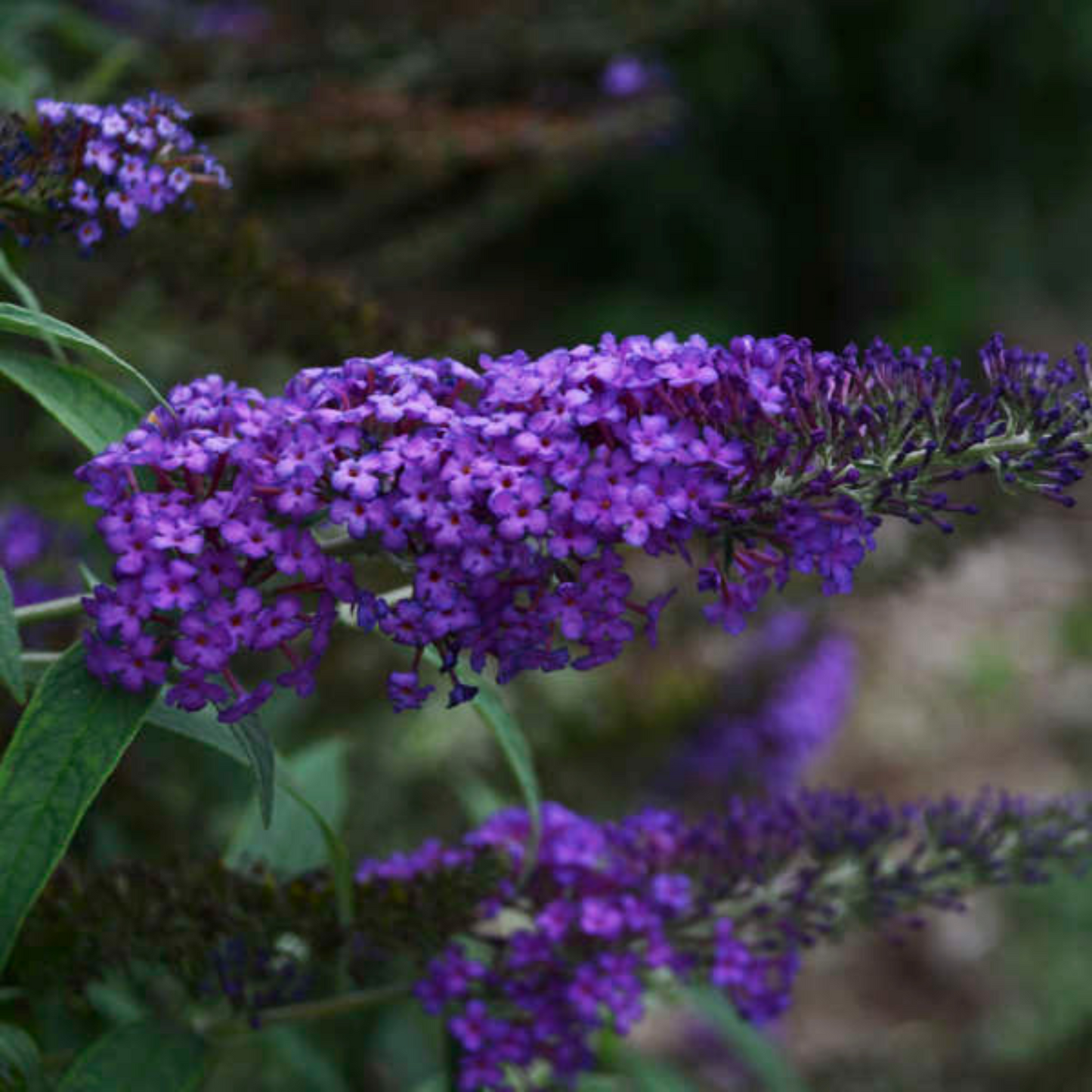 Buddleia davidii Monarch Blue Knight