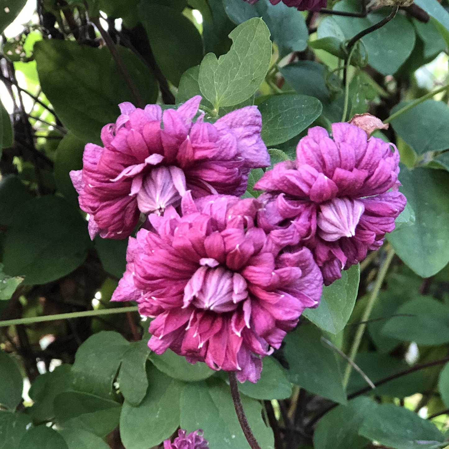 Clematis viticella Purpurea Plena Elegans