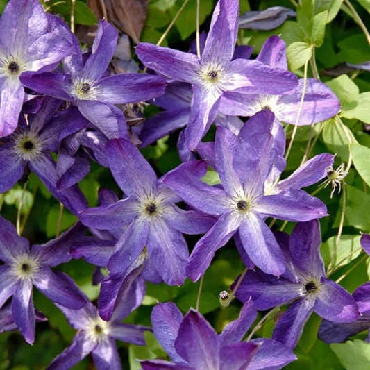 Clematis viticella violacea Purple Star