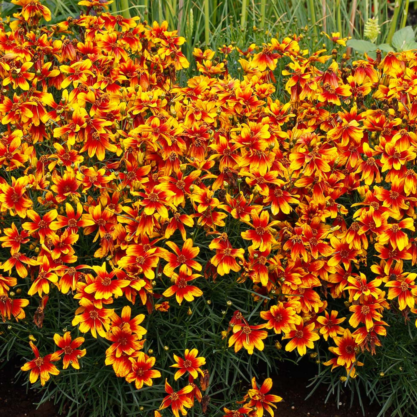Coreopsis hybrida Lightning Bug
