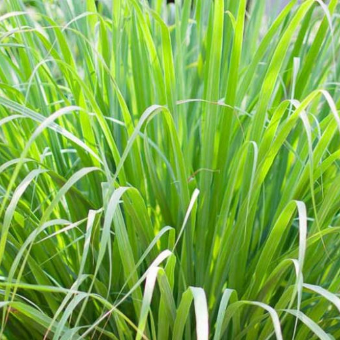 Cymbopagan flexuosus Lemon Grass
