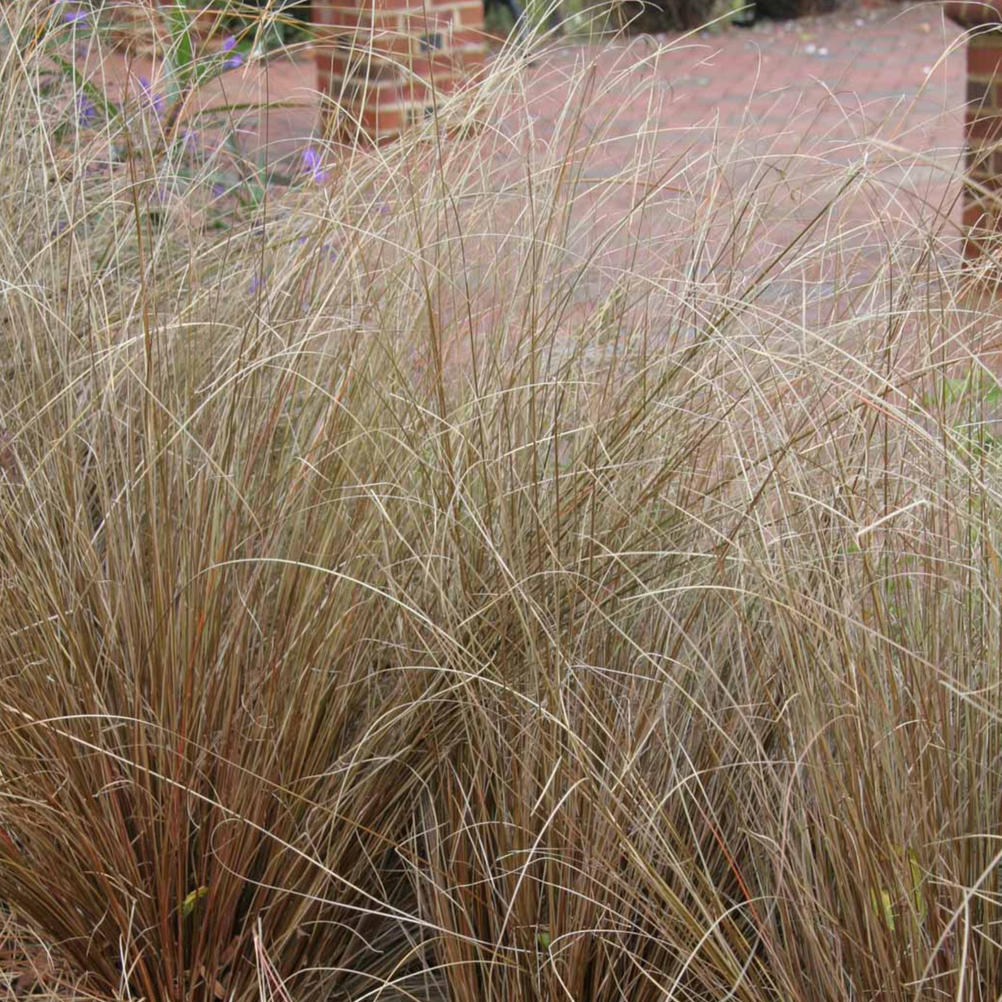 Carex buchananii Red Rooster