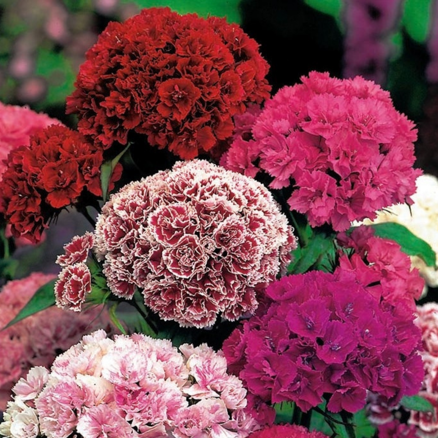 Dianthus barbatus Pinocchio