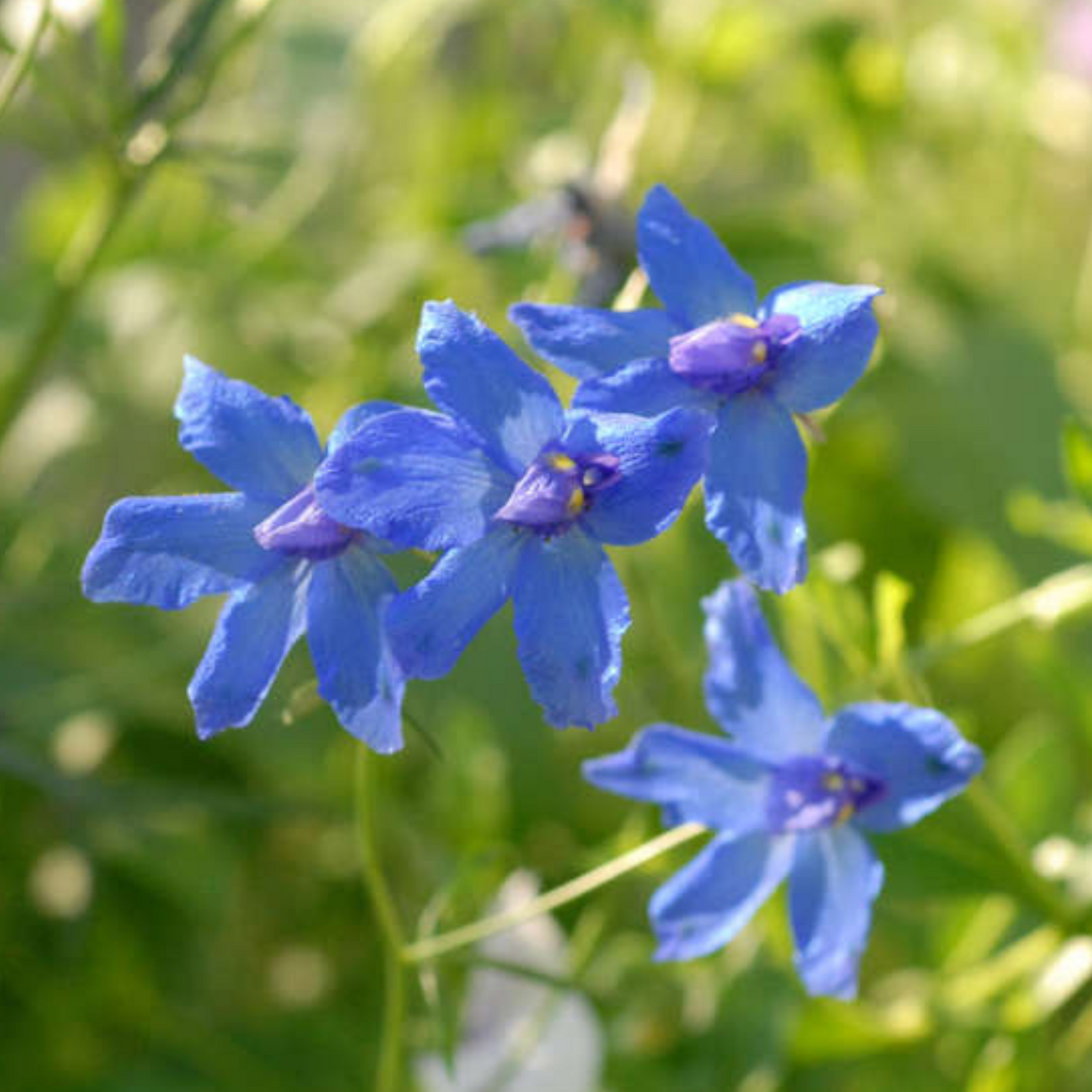 Delphinium grandiflorum Blue Butterfly