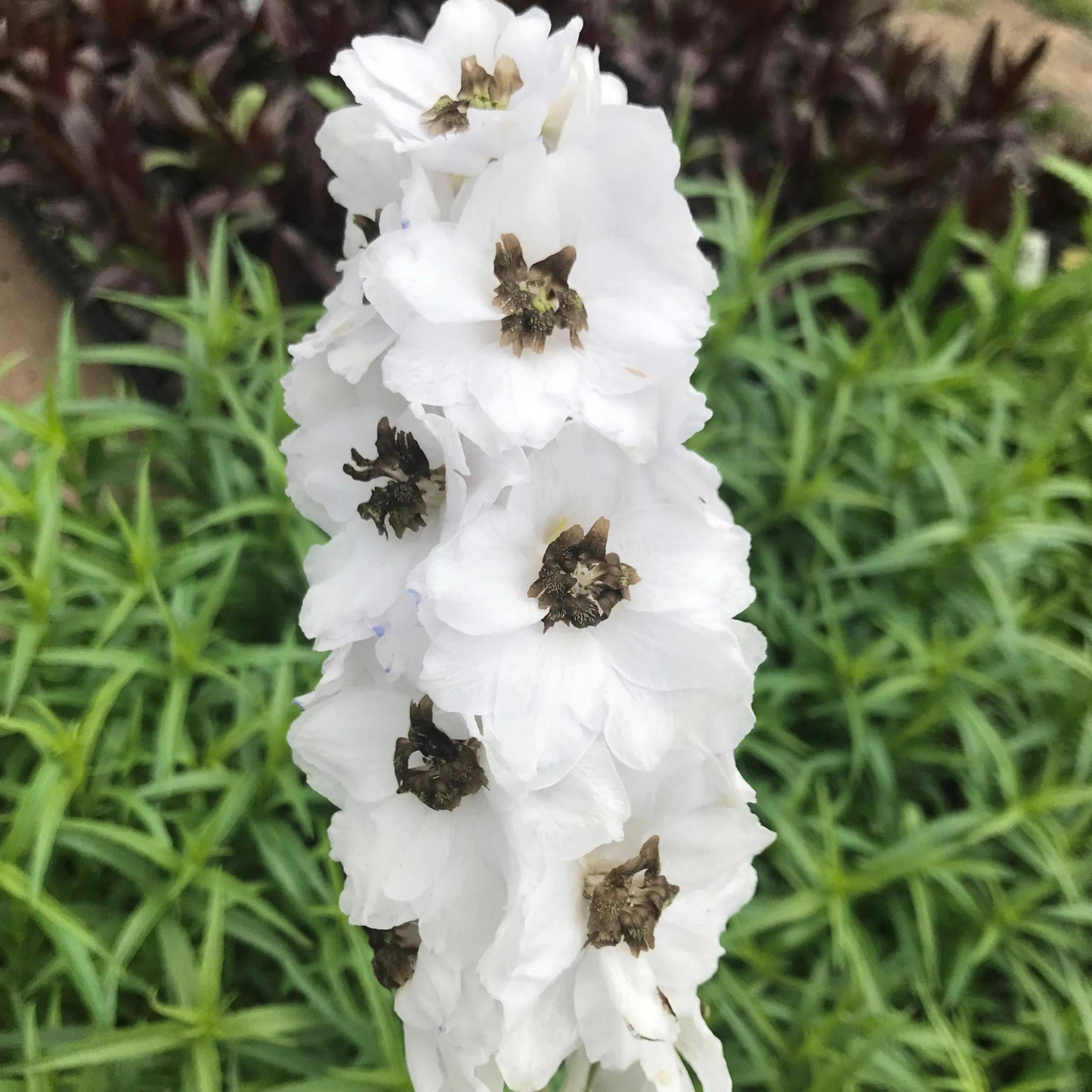 Delphinium elatum Magic Fountain White w/ Dark Bee
