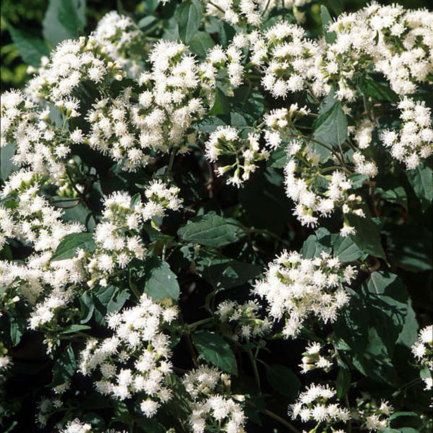 Eupatorium rugosum Chocolate