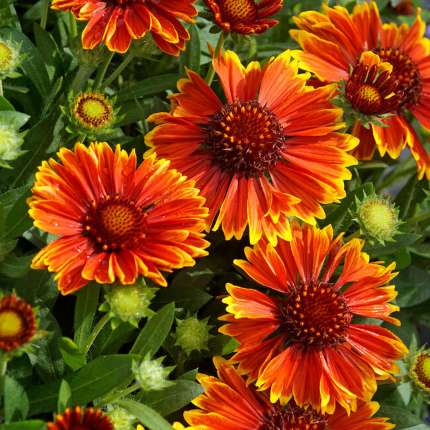 Gaillardia grandiflora Spintop Yellow Touch