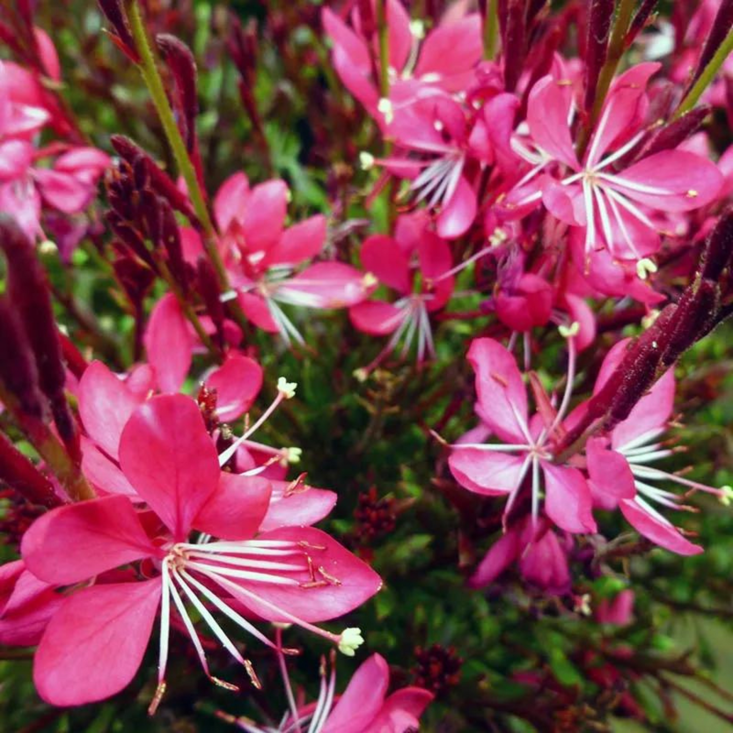 Gaura lindheimeri Whiskers Deep Rose