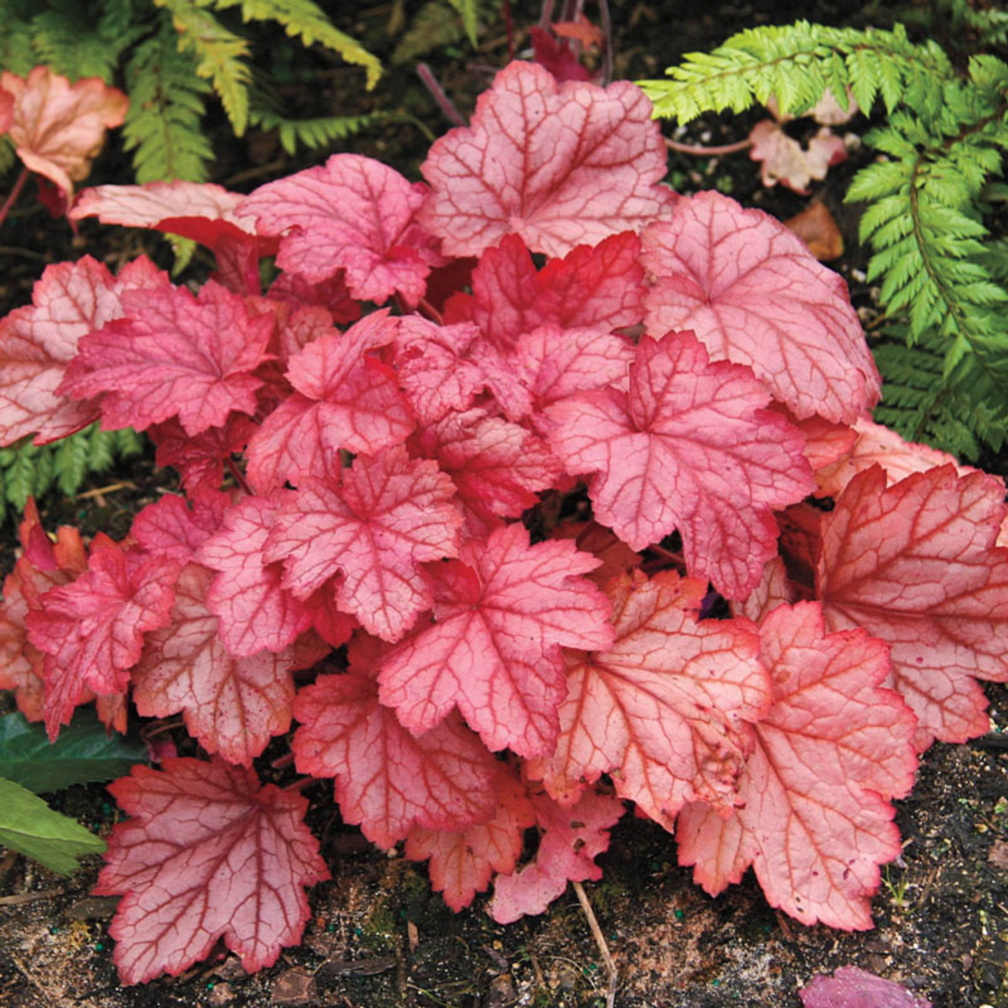 Heuchera Georgia Peach