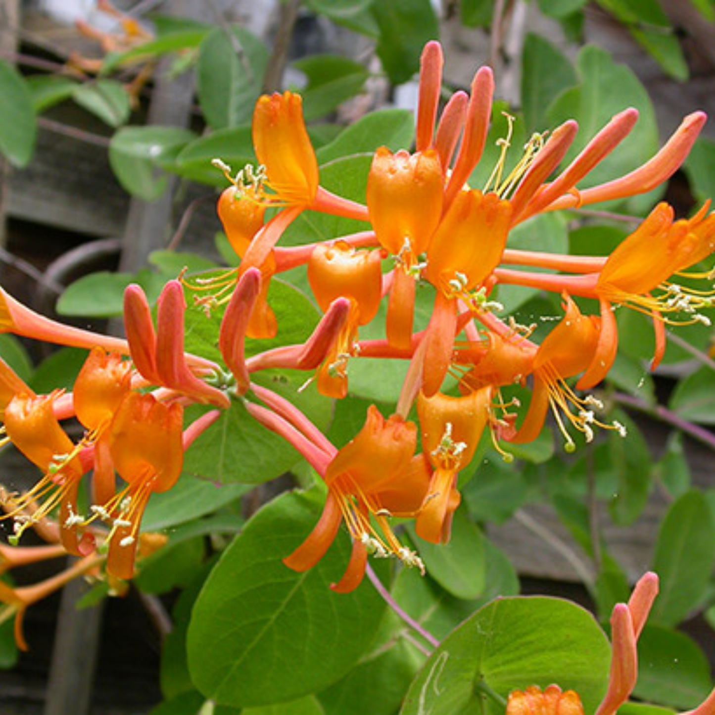 Honeysuckle Lonicera hybrida Mandarin