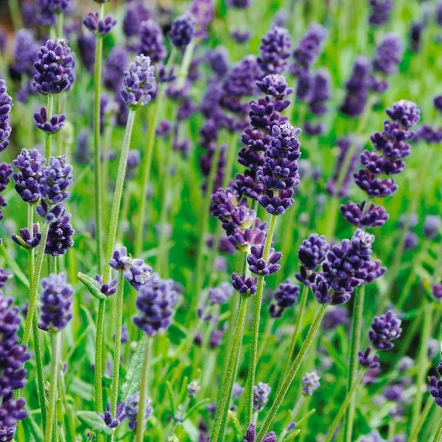 Lavandula angustifolia Lavance Deep Purple