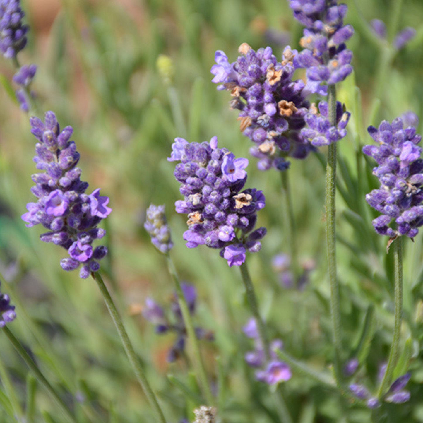 Lavandula angustifolia Ellegance Purple