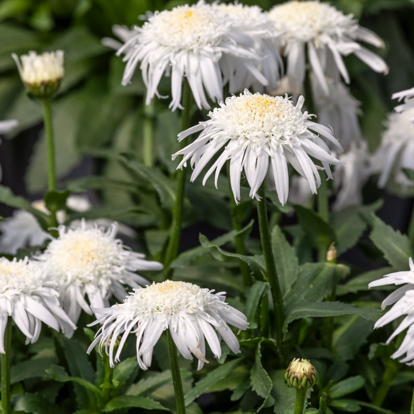 Leucanthemum superbum Daisy Carpet Angel