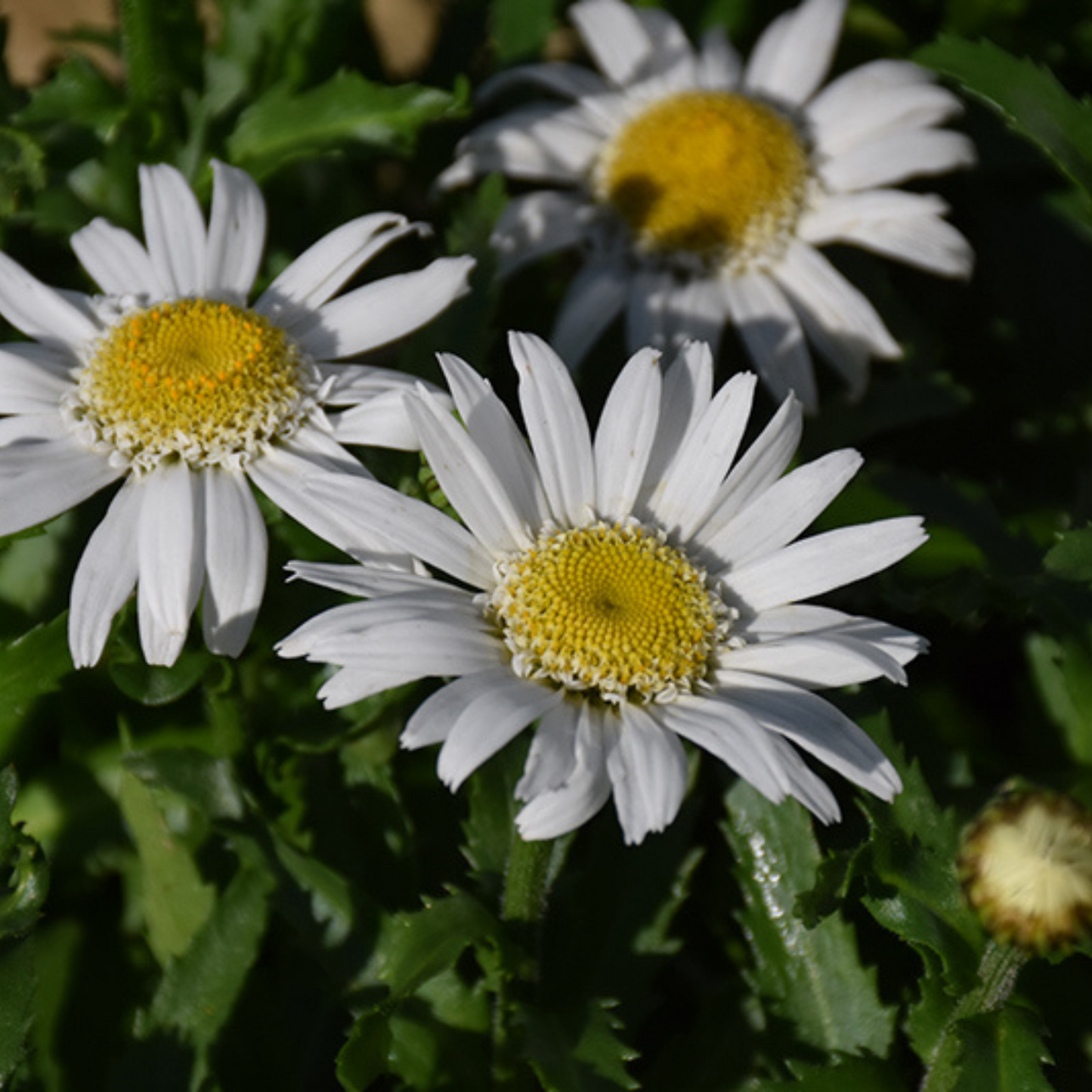 Leucanthemum superbum Daisy Angel