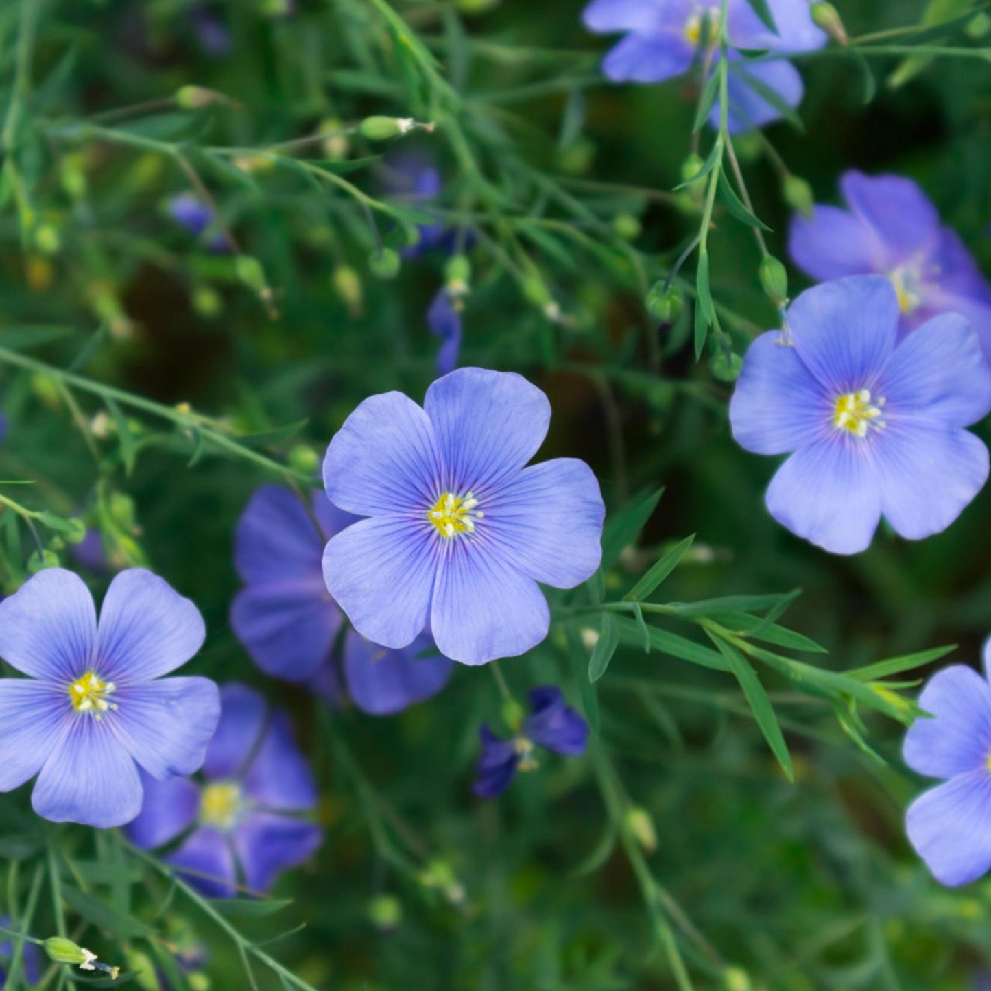 Linum perenne Blue Flax