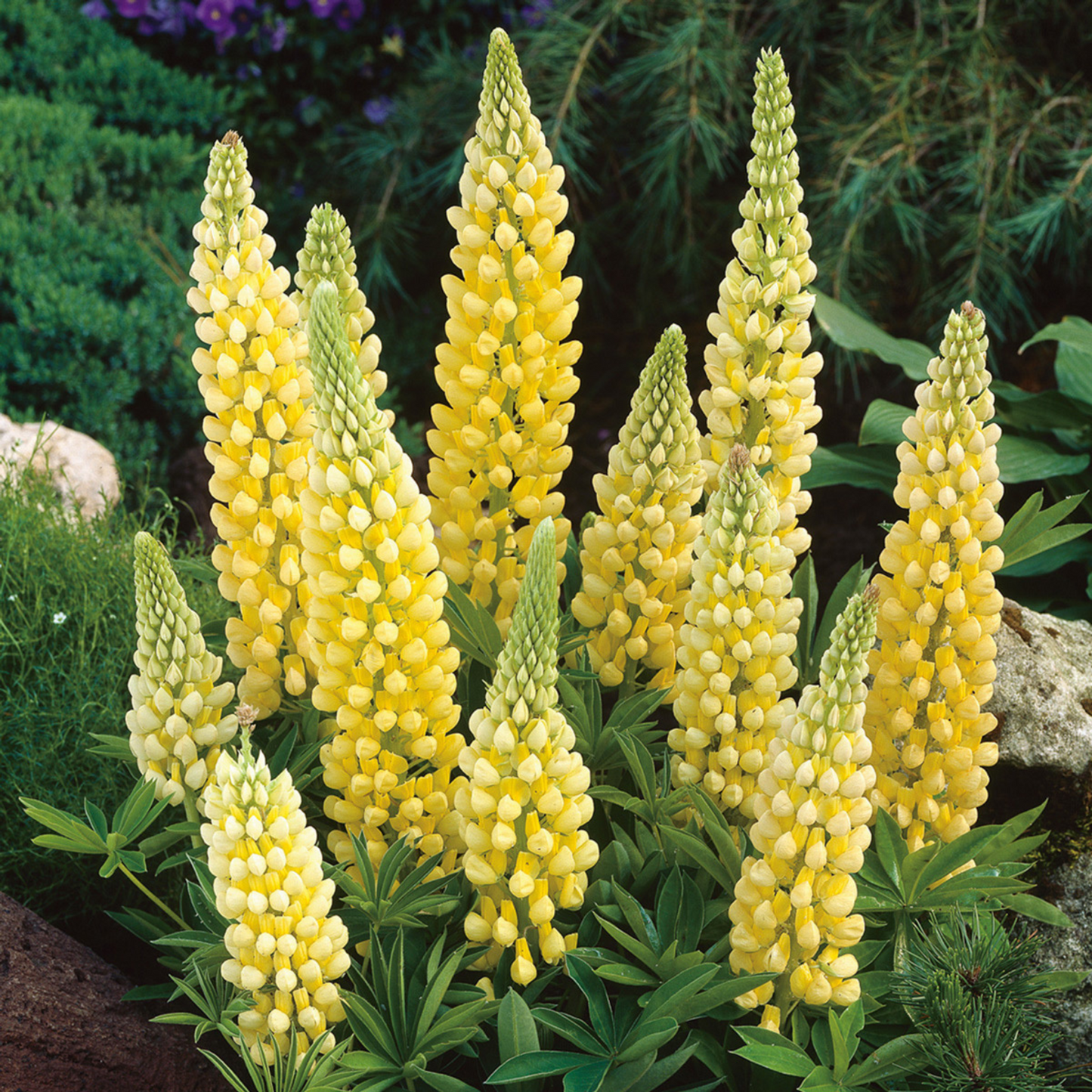 Lupinus polyphyllus Gallery Yellow