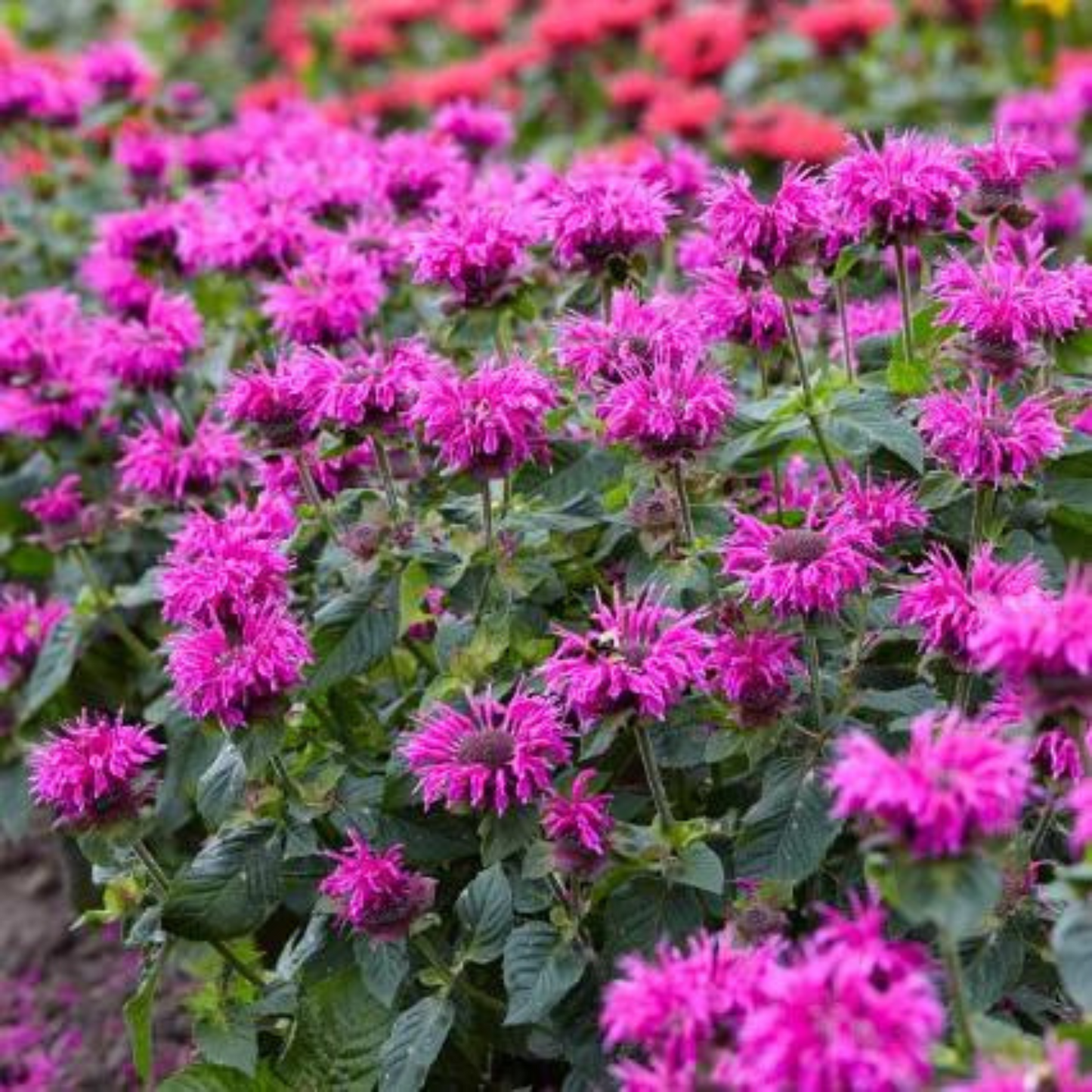 Monarda didyma Bee Mine Pink