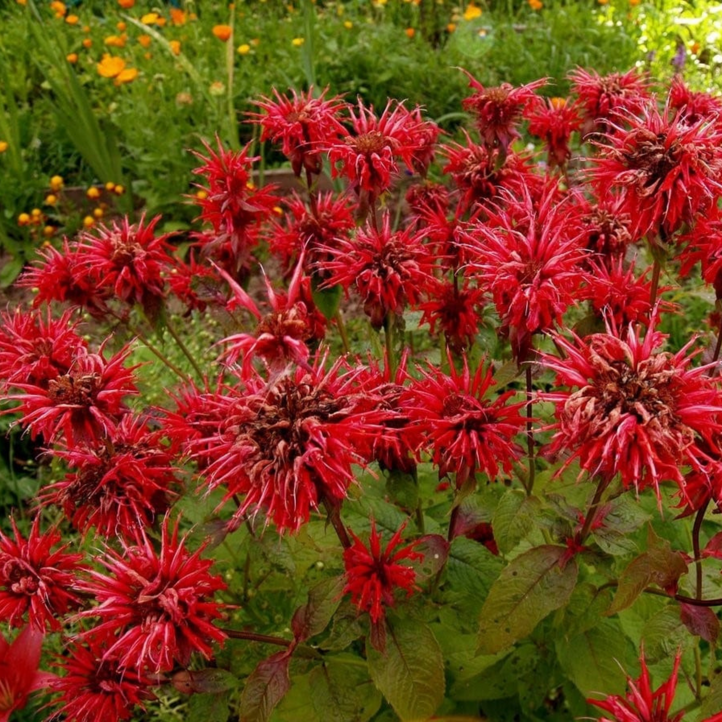 Monarda didyma Bee Mine Red