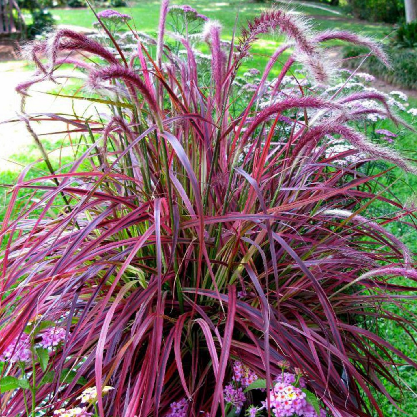 Pennisetum advena Cherry Sparkler