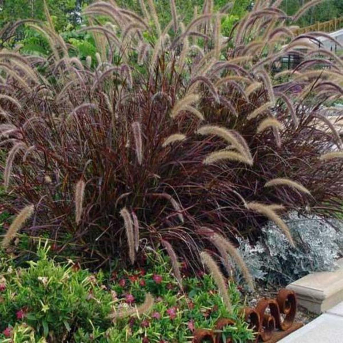 Pennisetum setaceum rubrum